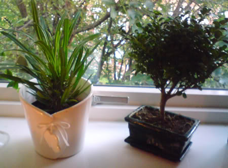 http://img.photobucket.com/albums/v510/Airewathiel/DSC00312.jpg